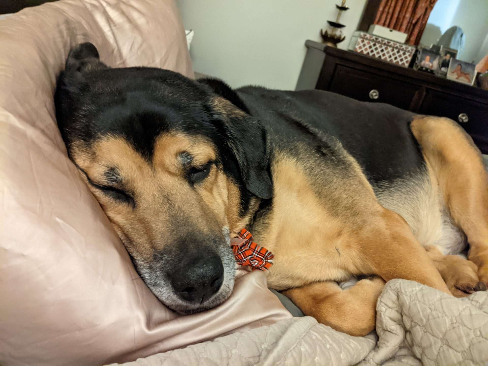 Rufus on Mommy's pillow