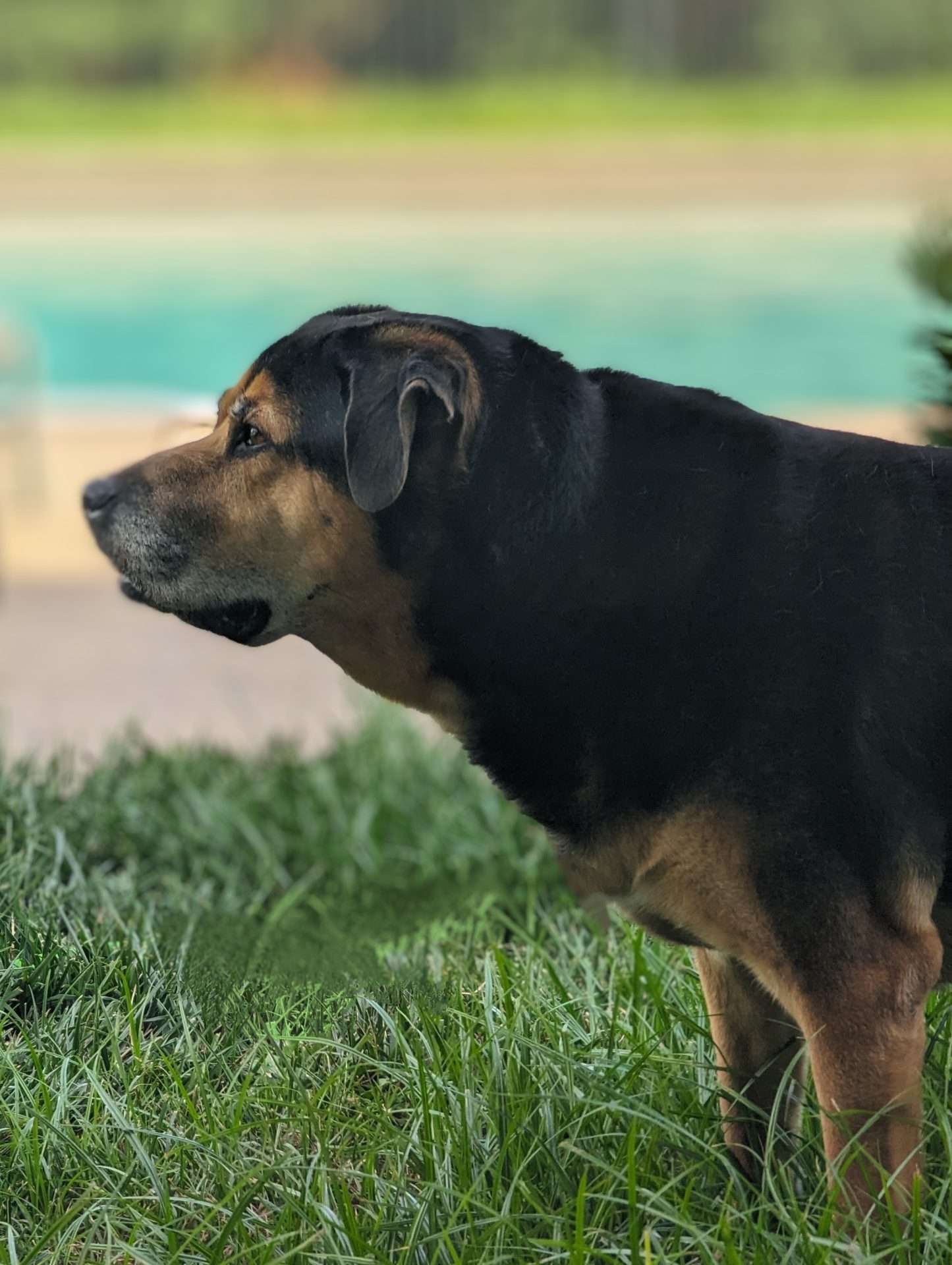 Rufus barking at the Amazon Driver