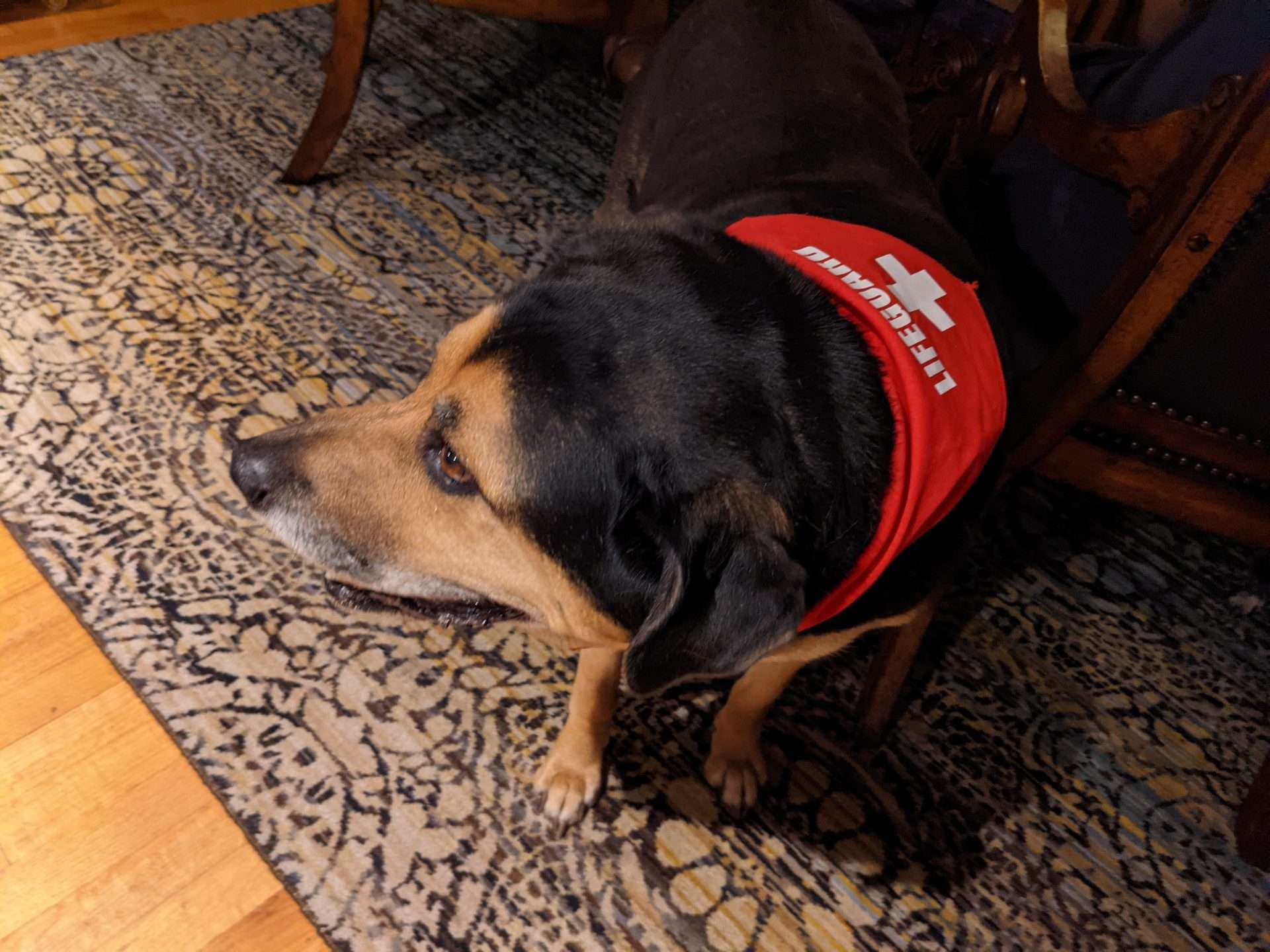 Rufus with his lifeguard bandana