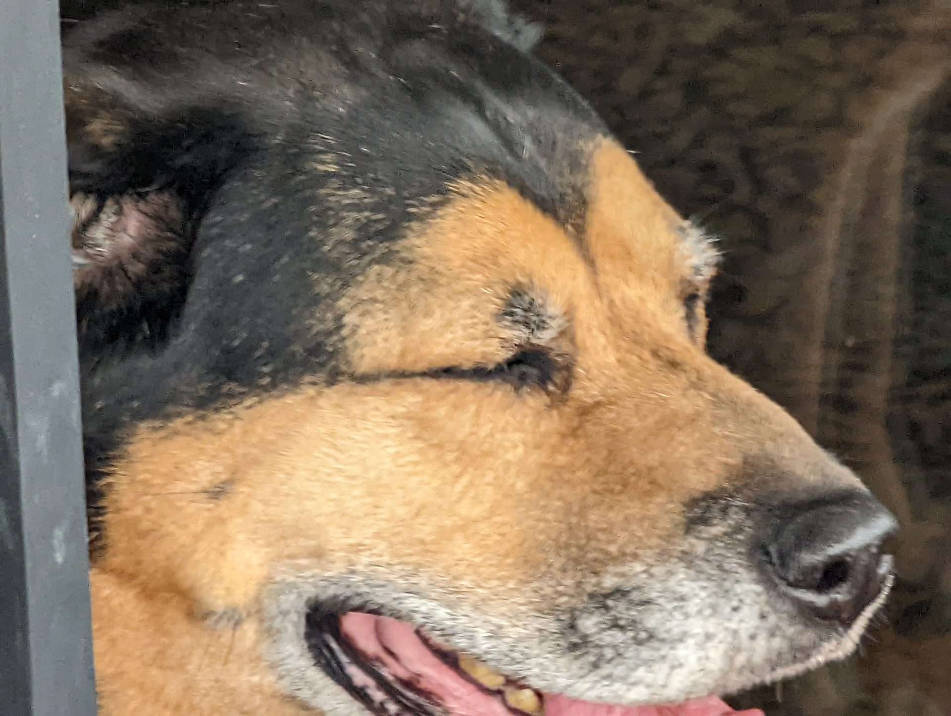 Rufus sleepy