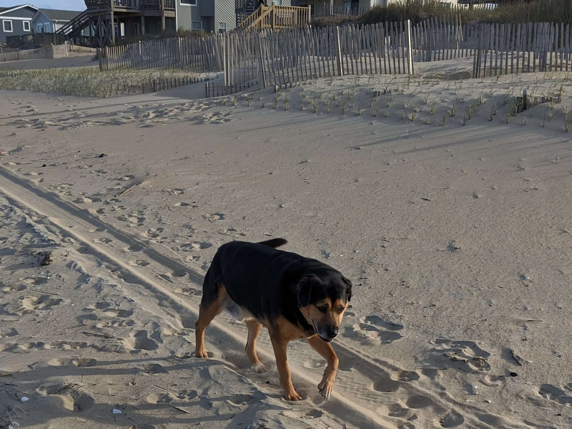 Rufus on the beach