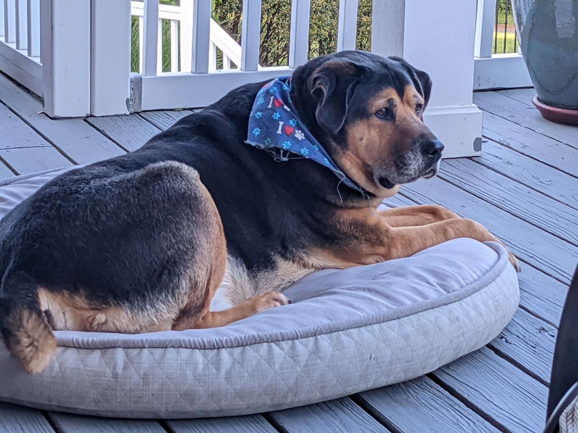 Rufus protecting us