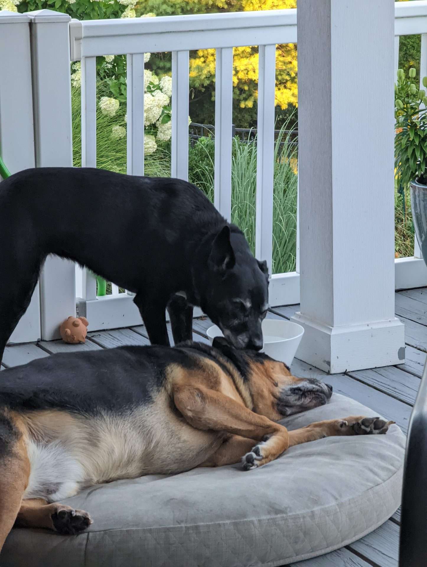 Rufus getting an ear job