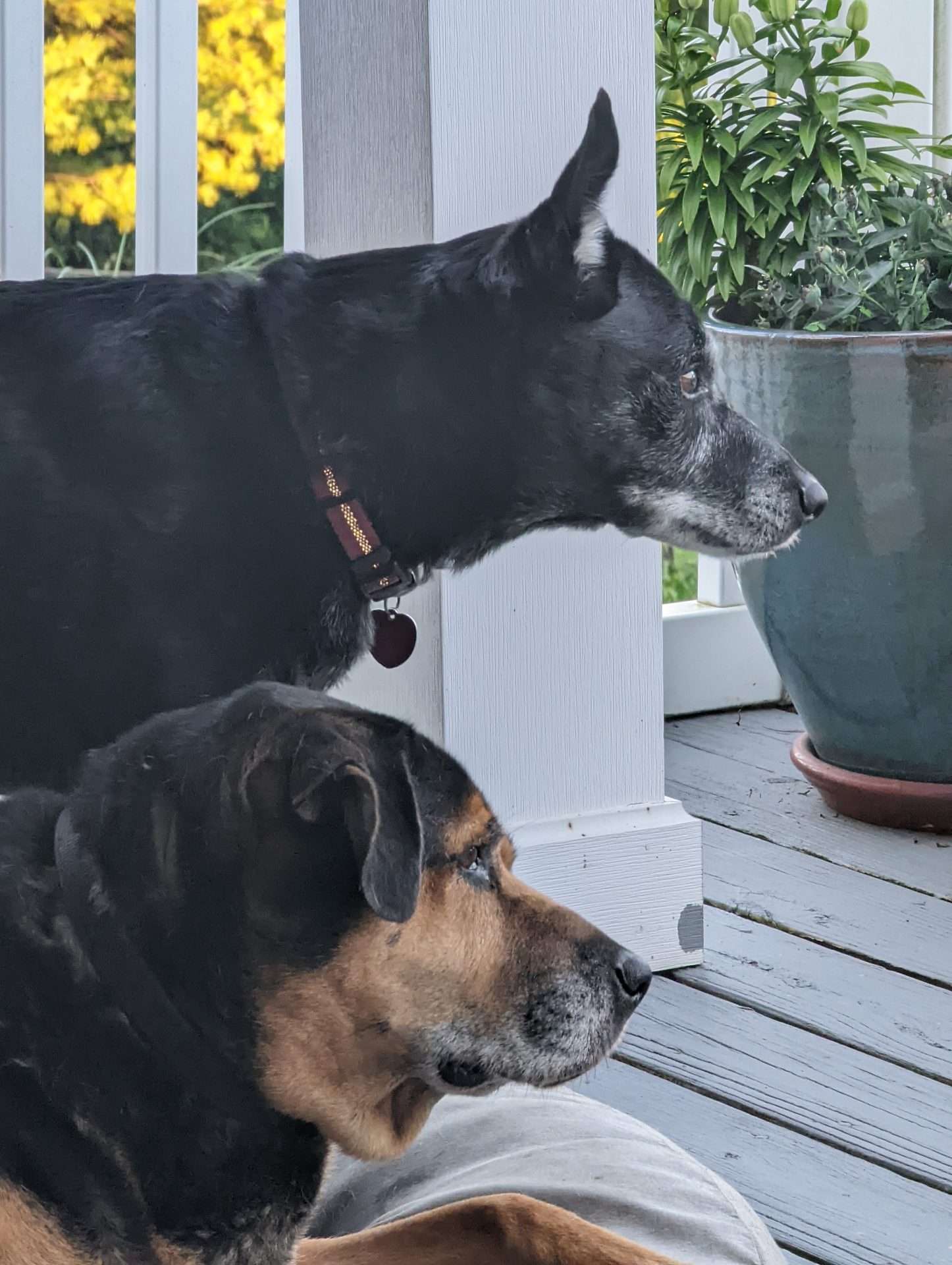 Rufus and Ruby