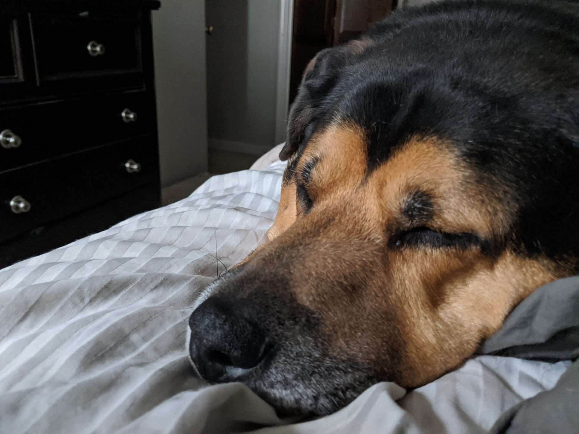 Rufus is a sleepy boy