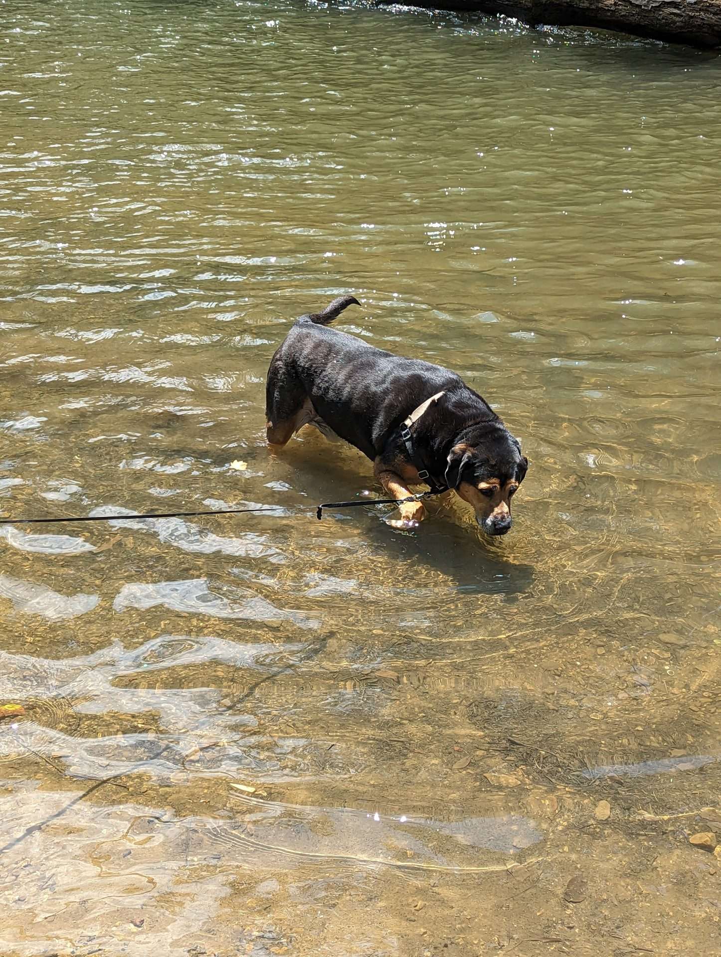 Rufus in Water
